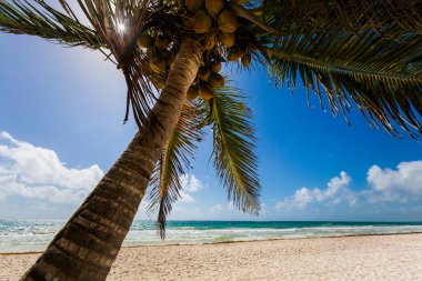 Güneşli bir günde Tulum, Meksika 'da çekilen güzel Karayip plajı manzarası.