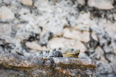 Güneşli bir günde Meksika, Tulum 'da Maya harabelerinin güzel Karayip Basilic kertenkele fotoğrafı