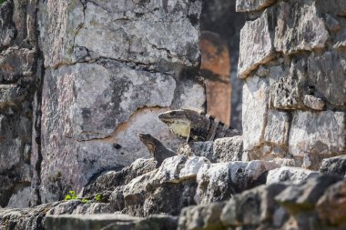 Güneşli bir günde Meksika, Tulum 'da Maya harabelerinin güzel Karayip Basilic kertenkele fotoğrafı