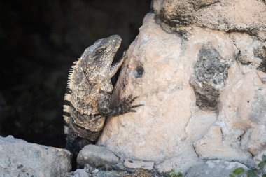 Güneşli bir günde Meksika, Tulum 'da Maya harabelerinin güzel Karayip Basilic kertenkele fotoğrafı