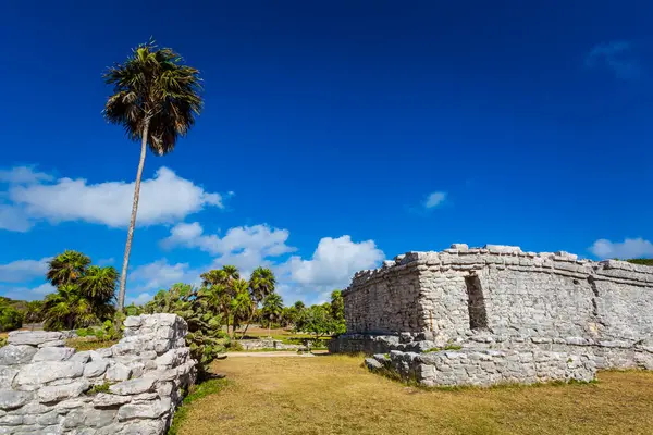Güneşli bir günde Meksika, Tulum 'da Maya harabelerinin güzel Karayip Basilic kertenkele fotoğrafı