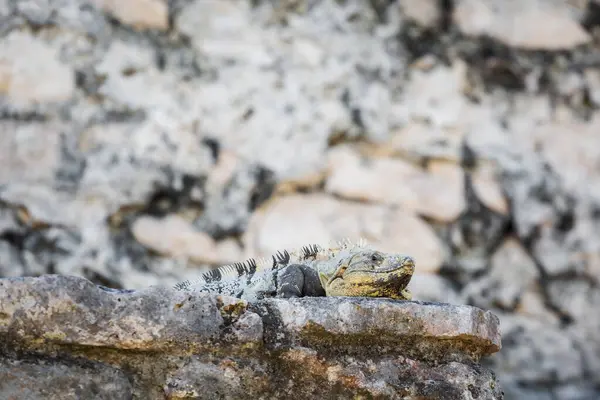 Güneşli bir günde Meksika, Tulum 'da Maya harabelerinin güzel Karayip Basilic kertenkele fotoğrafı