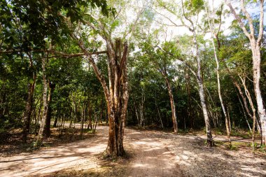 Meksika 'daki Coba arkeolojik sahasında güzel piramitler. Maya köyünün canlı manzara fotoğrafı.