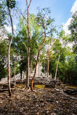 Meksika 'daki Coba arkeolojik sahasında güzel piramitler. Maya köyünün canlı manzara fotoğrafı.