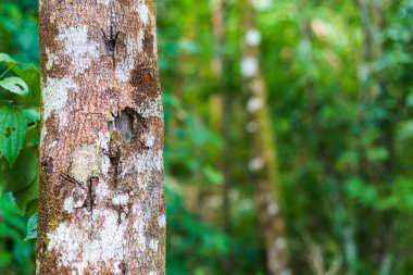 Meksika 'daki Coba arkeolojik sahasında güzel piramitler. Maya köyünün canlı manzara fotoğrafı.