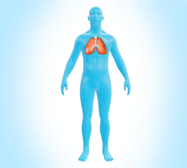 医療イラストの未来を発見 肺3Dレンダリングを魅了したフルボディスキャン この魅惑的な芸術における人間の解剖学的複雑さを探索してください 3Dレンダリング医療イラストの未来を発見 肺3D Rを魅了するフルボディスキャン — ストック写真