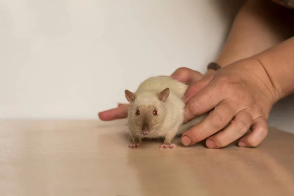 小巧可爱的家鼠点缀在他的后腿上 拍拍主人的手 — 图库照片