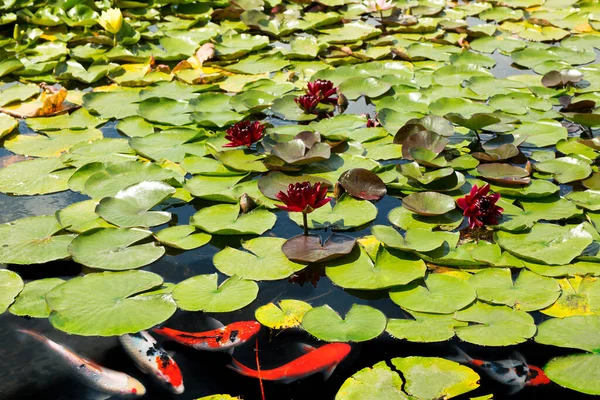 鯉鯉池や湖の中の赤い睡蓮の間で泳ぐ魚 — ストック写真