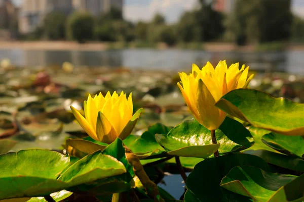 Yellow lotus blooming on water in the pond or lake, Nymphaea lotus concept of nature