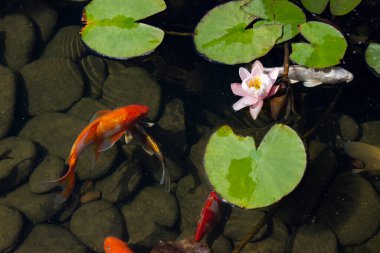 Koi Pond sazan balık arasında Nilüfer parkta yavaş yavaş suda yüzüyor