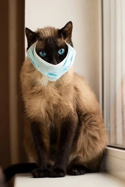 Katt Skyddande Ansiktsmask Karantänen — Stockfoto