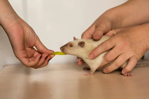 귀여운 국내쥐는 뒷다리 색깔을 가리키며 주인을 돌보는 쓰다듬고 사과를 먹인다 — 스톡 사진