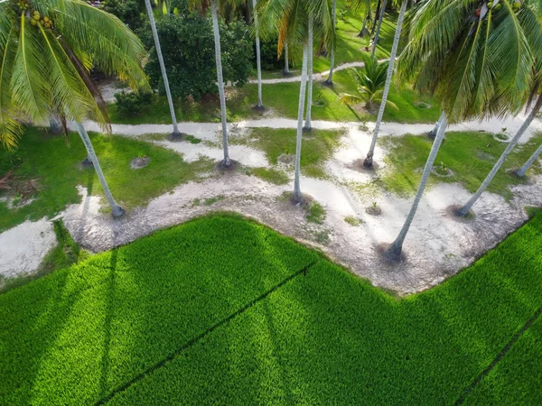 Aerial view palm tree shadow and green paddy field