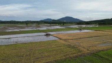 Kampung Terus, Penang, Malezya - 16 Ekim 2022: Çeltik tarlasında iki traktör sürüyor