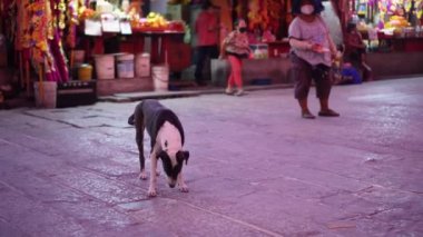 Georgetown, Penang, Malezya - 31 Ocak 2022: Sokakta yalnız bir sokak köpeği. Arka planda dükkan satışı var.