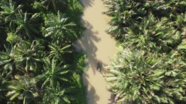 Havadan yukarıdan aşağıya bakan balıkçı tekneyi kürek çeker ve Malezya 'daki nehirden Nipah yapraklarını toplar.