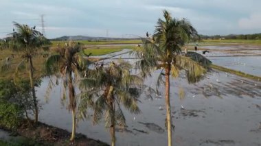 Hindistan cevizi ağacında dinlenen Asya manzaralı leylek kuşu.