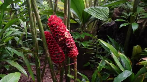 Vue Grand Angle Zingeberaceae Fleur Gingembre Dans Plantation — Video