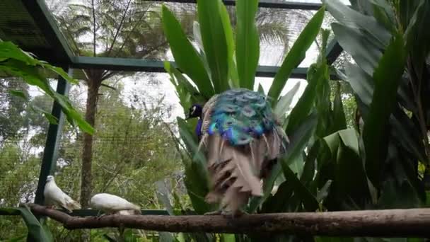 孔雀和鸽子站在笼中的树枝上 — 图库视频影像