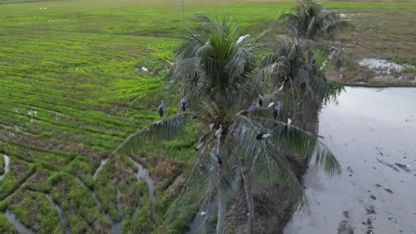 Lotnicze Obracanie Azjatyckiego Openbill Odpoczynku Ptaków Razem Drzewie Kokosowym — Wideo stockowe