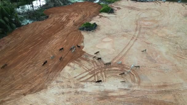 Grupo Visão Aérea Vacas Caminham Juntas Área Limpeza Terra Argila — Vídeo de Stock