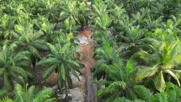 Aerial Move Illegal Dump Site Construction Material Oil Palm Farm — Stock Video