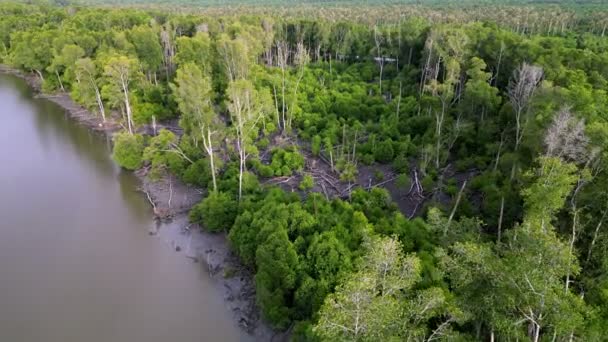晴天鸟瞰干枯的红树林 — 图库视频影像