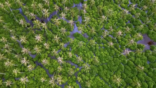 Αεροφωτογραφία Καρύδες Δέντρα Στη Ρύπανση Των Υδάτων — Αρχείο Βίντεο