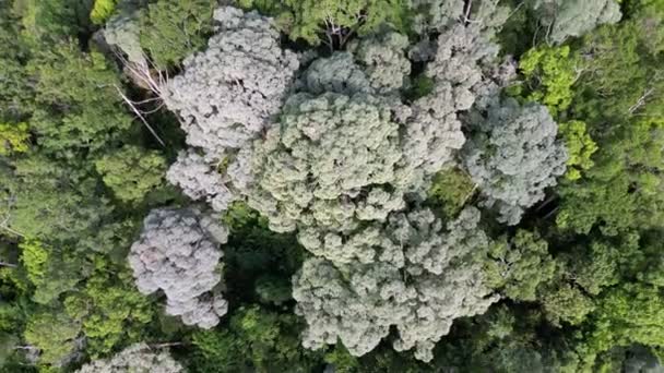 Воздушно Восходящий Взгляд Вниз Зеленый Пышный Тропический Лес Утром — стоковое видео