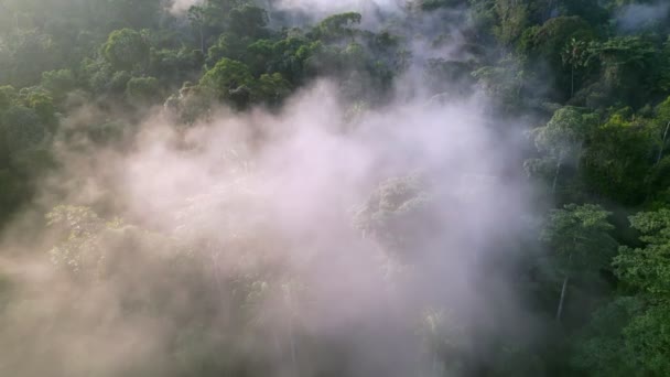 Luftaufnahme Niedrige Wolken Über Grünem Regenwald Morgen — Stockvideo