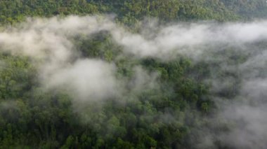 Malezya yağmur ormanlarında hava manzarası güneşli ışık ve beyaz sisli bulut