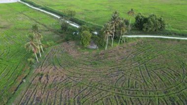 Çeltik tarlasında traktör izinin hava görüntüsü yeşil desen