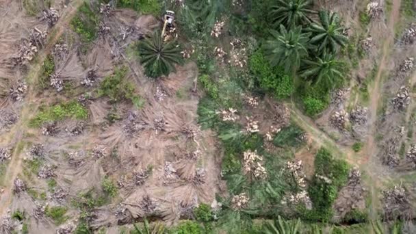 굴착기 땅에서 기름야자 나무를 수확하는 — 비디오