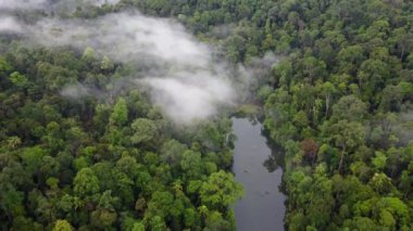 Malezya Ormanı 'nda hava manzarası bulutlu