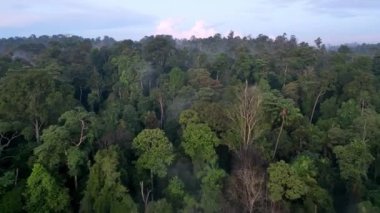 Hava sisli bir günde yeşil ormanın üzerinde uçuyor.