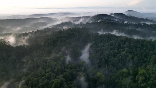 马来西亚热带雨林上空在雾中的空中飞行 — 图库视频影像