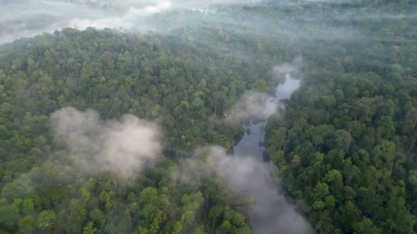 Mglista Niska Chmura Zielonym Lesie Deszczowym Malezja — Wideo stockowe