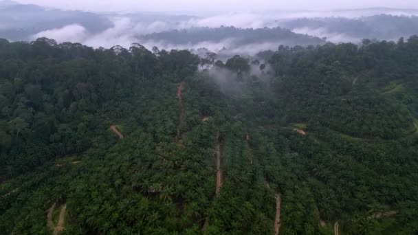 Arka Planda Hava Manzaralı Palmiye Çiftliği Yağmur Ormanları — Stok video