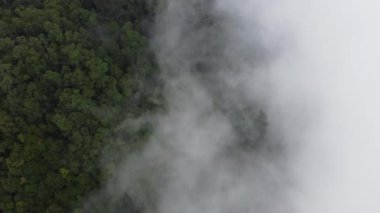 Hava rotasyonu, alçak sisli bulutlarla kaplı yağmur ormanlarına bakıyor.