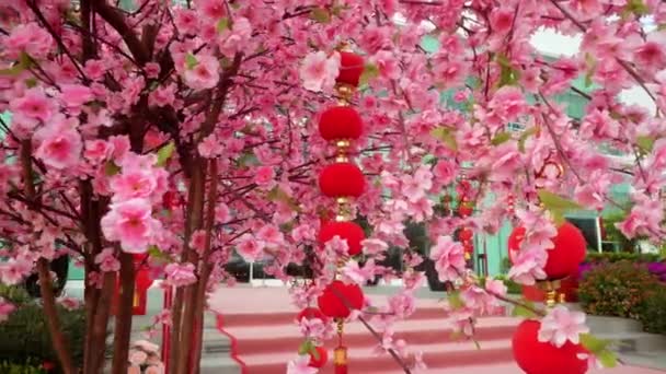 Seleccionar Foco Rojo Linterna Decoración Falso Ciruelo Flor Árbol — Vídeos de Stock