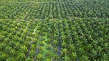 Gökyüzü manzaralı, gün içinde yağ palmiyesi fidanlığı