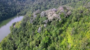 Göl suyunun yanındaki yeşil yağmur ormanının havadan görünüşü