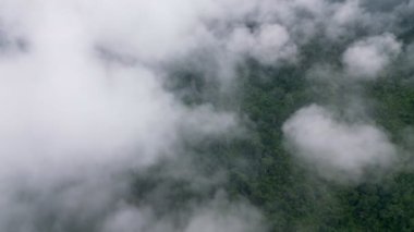 Hava manzarası, Malezya yeşil ormanı üzerinde alçak bulut