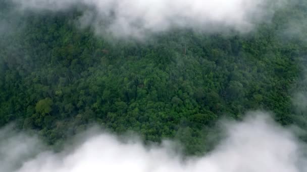 低霧霧霧の雲の中で緑の森の上にドローンショット — ストック動画