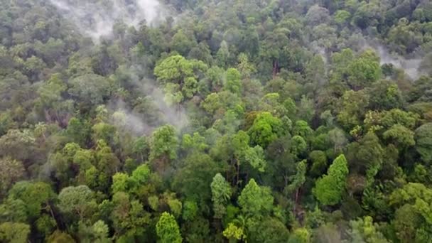 Drón Létrehozása Lövés Reggeli Alacsony Köd Felhő Esőerdőben Malajzia — Stock videók