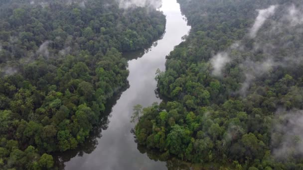 Luchtfoto Kijken Naar Beneden Rivier Meer Van Het Regenwoud Maleisië — Stockvideo
