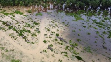 Petrol palmiyesi çiftliğinin etrafındaki sulak arazide hava baskını meydana geldi