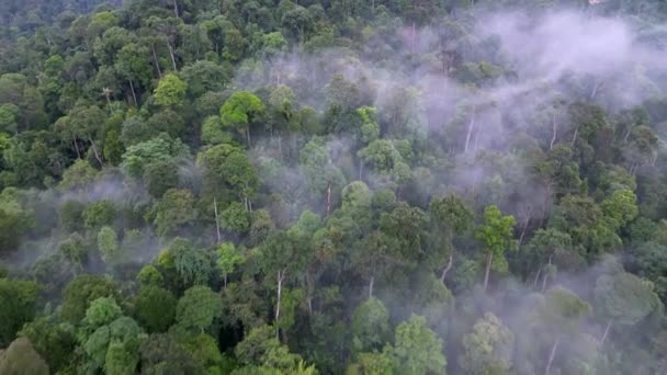 早上空中看到绿林上的白云 — 图库视频影像