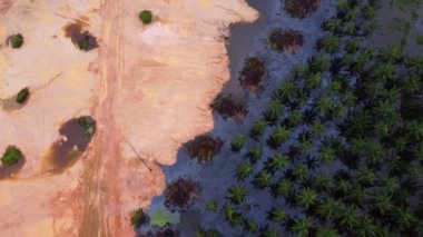 Havadan aşağıya görünen yağ palmiyesi çiftliği ve arazi temizleme aktivitesi