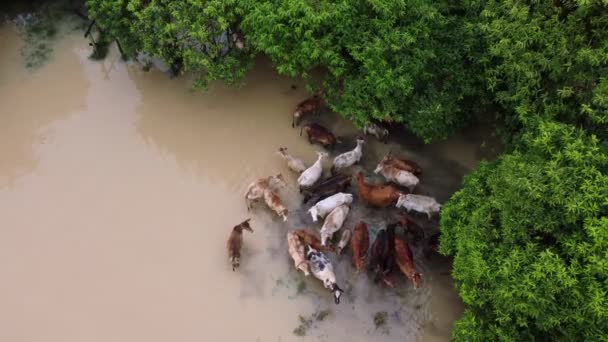 Воздушное Наводнение Сельской Коровнике — стоковое видео